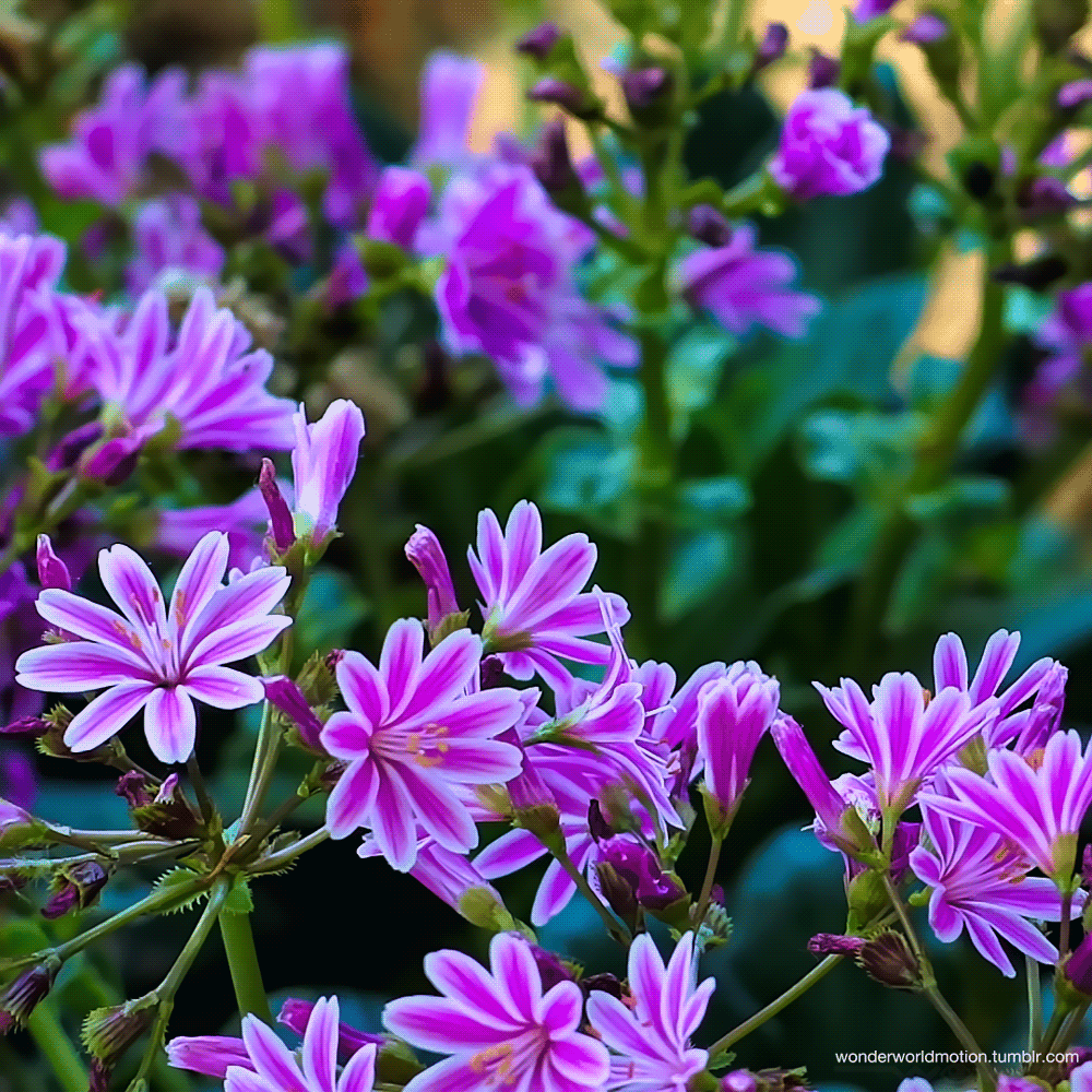 Premium Flower Seeds + Free Soil + Free Vermicompost (5000+ Seeds)