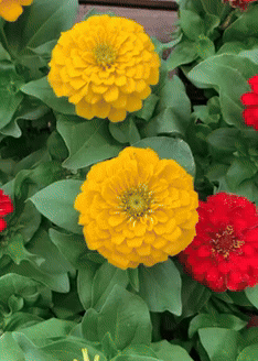 Premium Flower Seeds + Free Soil + Free Vermicompost (5000+ Seeds)