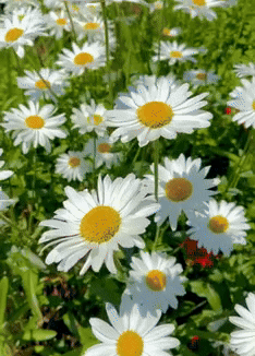 Premium Flower Seeds + Free Soil + Free Vermicompost (5000+ Seeds)