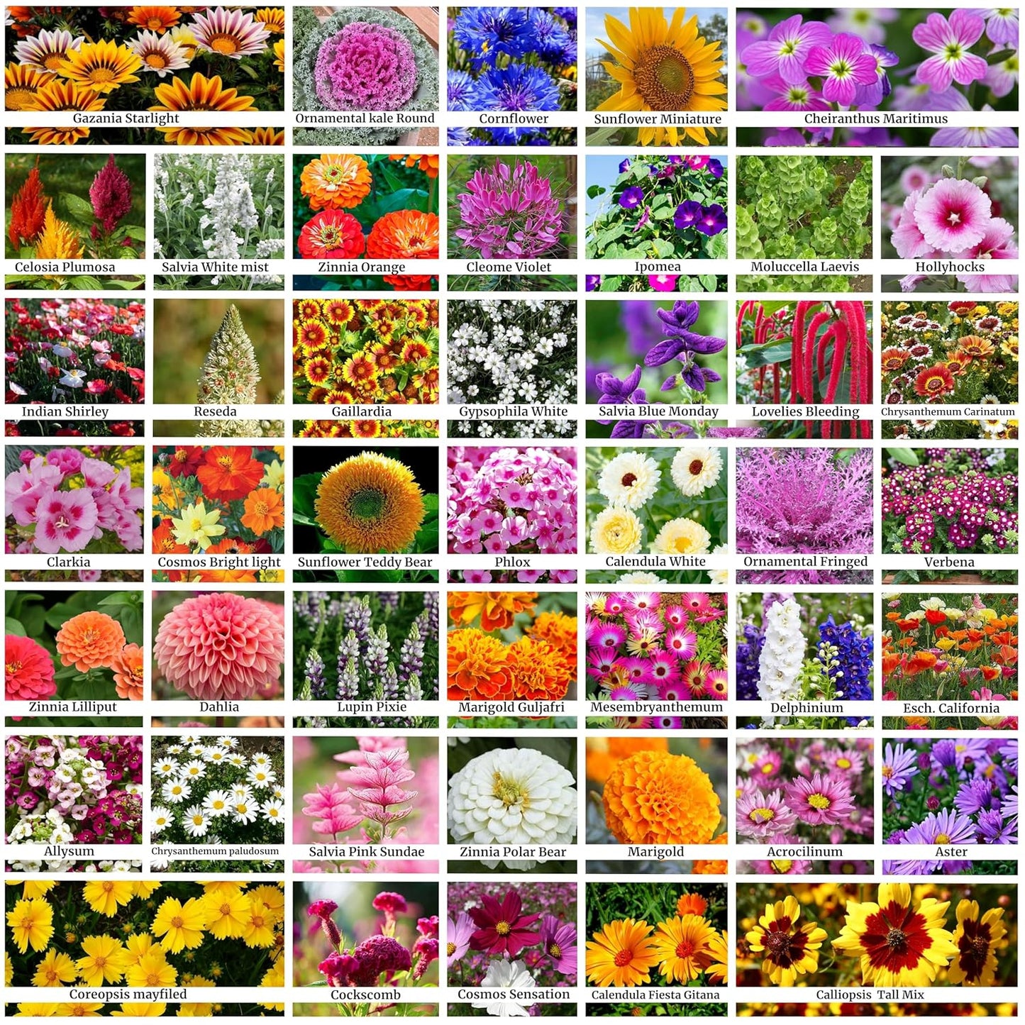 Premium Flower Seeds + Free Soil + Free Vermicompost (5000+ Seeds)