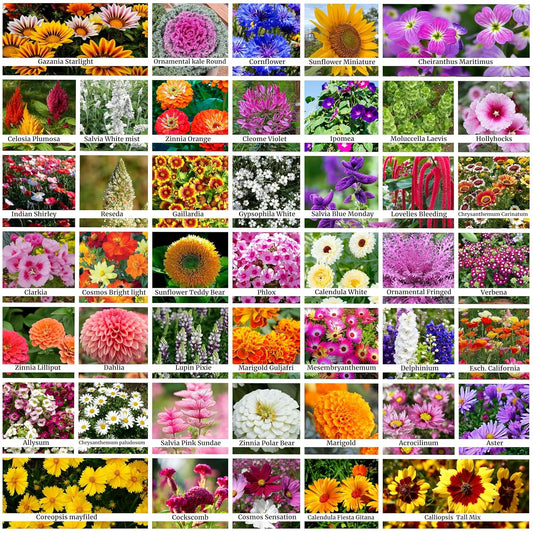 Premium Flower Seeds + Free Soil + Free Vermicompost (5000+ Seeds)